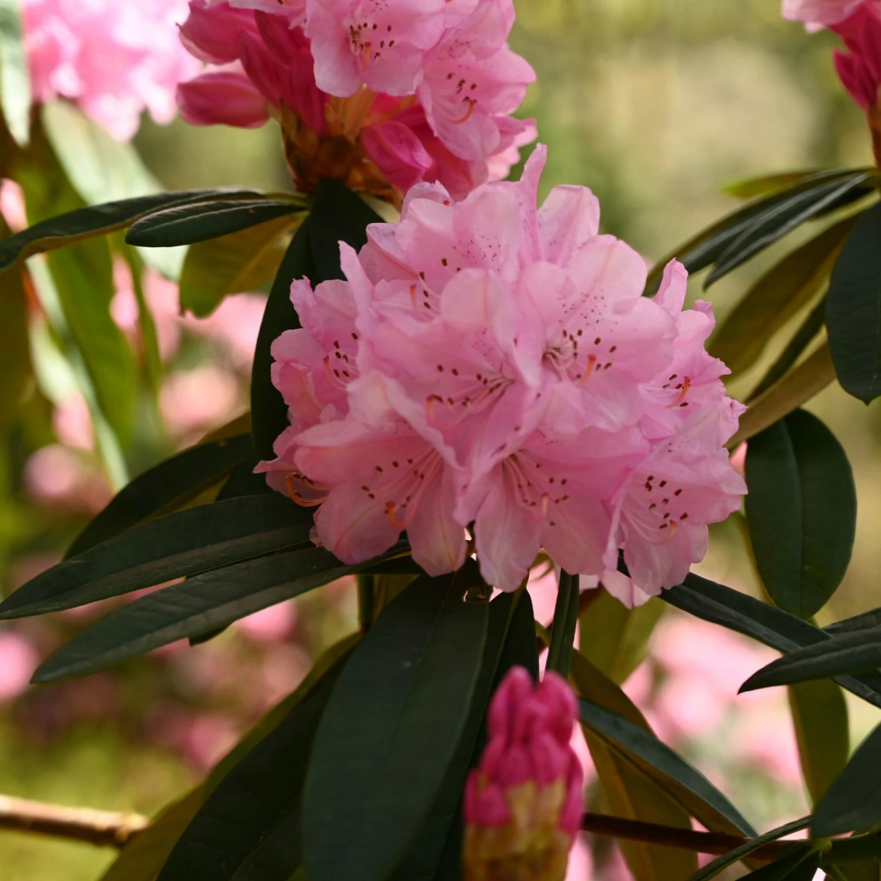 'Endsleigh Pink'